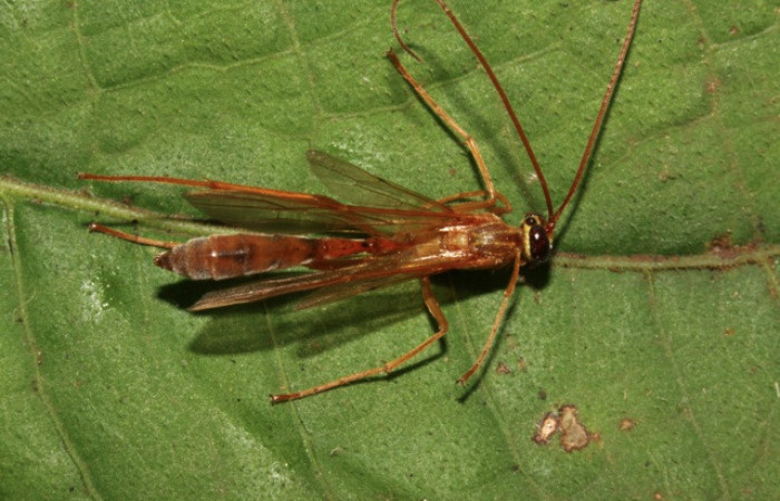 Figura 11. Adulto de parásito <i>Enicospilus</i></i> Gauld02 (Ichneumonidae) que ataca <i>Titya synoecura</i></i> (Lasiocampidae), localidad Calma Estación Biológica Quica, Sector Pitilla ACG (412m).  Voucher: 13-SRNP-70796-DHJ700955.jpg.