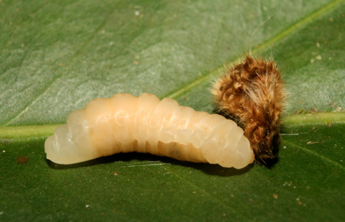 Figura 8. Parásito <i>Enicospilus</i></i> Gauld02 (Ichneumonidae) que ataca Tytia synoecura (Lasiocampidae), localidad Calma Estación Biológica Quica, Sector Pitilla ACG (412m). Voucher: 13-SRNP-70798-DHJ702500.jpg.