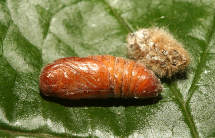 Figura 5. Pupa de <i>Titya synoecura</i></i> (Lasiocampidae), vista lateral, localidad Calma Estación Biológica Quica, Sector Pitilla ACG (412m). Voucher: 13-SRNP-70799-DHJ702511.jpg.