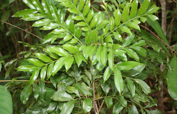 Figura 12. Planta hospedera de <i>Titya synoecura</i></i> (Lasiocampidae), planta llamada <i>Sapindus saponaria</i></i> (Sapindaceae), localidad Calma Estación Biológica Quica, Sector Pitilla ACG (412m), foto 7063.