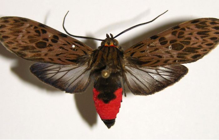 Figura 6. Adulto de <i>Eucereon pseudarchias</i></i> (Erebidae), macho vista dorsal, localidad Quebrada Raíz Sector Del Oro ACG (280m). Voucher: 02-SRNP-27396-DHJ94182.jpg.