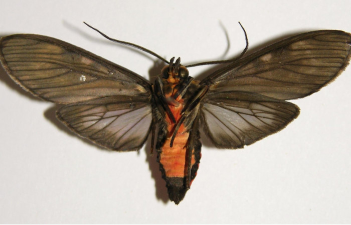 Figura 7. Adulto de [i[Eucereon pseudarchias</i> (Erebidae), macho vista ventral, localidad Quebrada Raíz Sector Del Oro ACG (280m). Voucher: 02-SRNP-27396-DHJ94183.jpg.