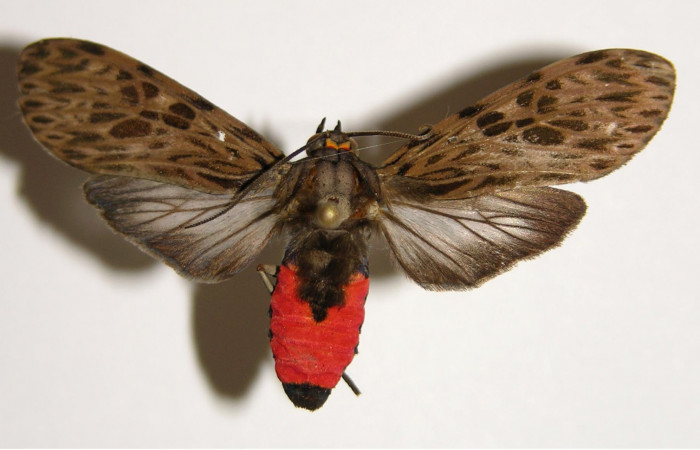 Figura 8. Adulto de <i>Eucereon pseudarchias</i></i> (Erebidae), hembra vista dorsal, localidad Quebrada Raíz Sector Del Oro ACG (280m). Voucher: 02-SRNP-27399-DHJ94180.jpg.