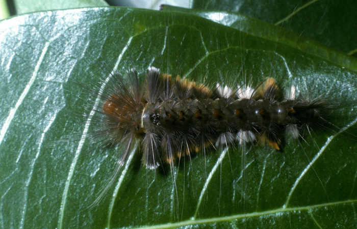 Figura 18. Larva <i>Eucereon latifascia</i></i> (Erebidae), vista dorsal, localidad Area Administrativa Sector Santa Rosa ACG (295m). Voucher: 04-SRNP-13794-DHJ86429.jpg.