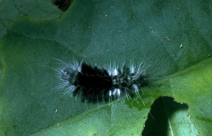 Figura 15. Larva <i>Eucereon aeolum</i></i> (Erebidae), vista dorsal, localidad Colocho Sector Pitilla ACG (375m). Voucher: 04-SRNP-33732-DHJ84919.jpg.