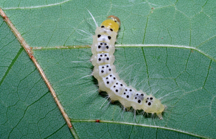 Figura 14. Larva <i>Eucereon aeolum</i></i> (Erebidae), vista dorsal, localidad Sendero Mismo Sector Pitilla ACG (680m). Voucher: 06-SRNP-31993-DHJ413112.jpg.