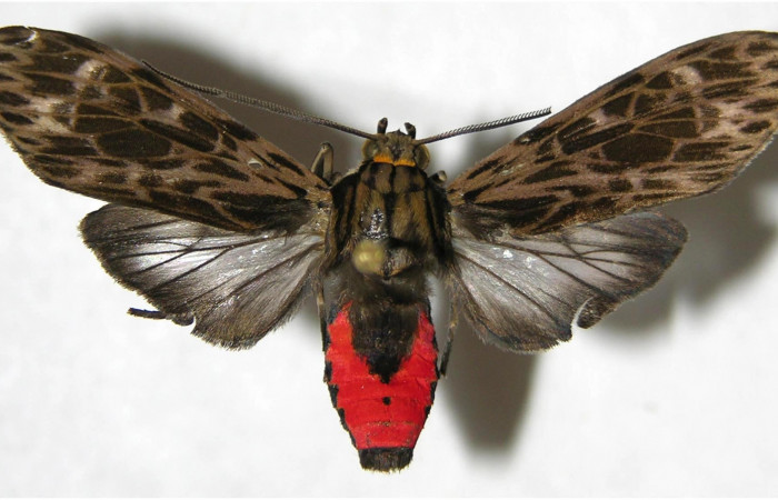 Figura 20. Adulto de <i>Eucereon latifascia</i></i> (Erebidae), vista dorsal, localidad Piedrona Sector Brasilia ACG (340m). Voucher: 07-SRNP-65626-DHJ380600.jpg.