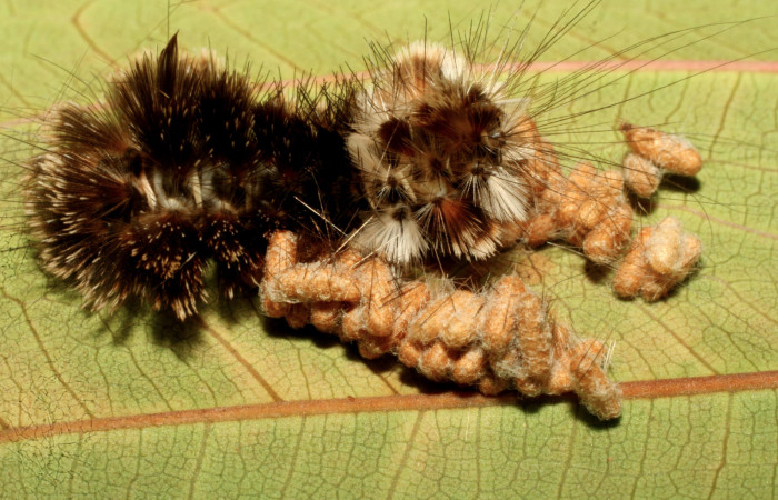 Figura 10. Larva <i>Eucereon pseudarchias</i></i> (Erebidae), vista capullos de párasitos <i>Glyptapanteles ianyarrowi</i></i> (Braconidae), localidad Estación Quica Sector Pitilla ACG (470m). Voucher: 09-SRNP-71313-DHJ461147.jpg.