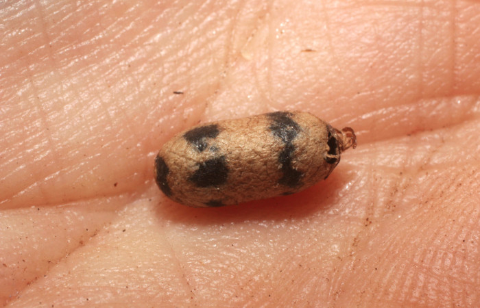 Figura 11. Restos de parásito <i>Casinaria</i></i> Cas-04/09DHJ01 (Ichneumonidae) que ataca <i>Eucereon pseudarchias</i></i> (Erebidae), localidad Estación San Gerardo Sector San Cristóbal ACG (575m). Voucher: 11-SRNP-2778-DHJ800486.jpg.