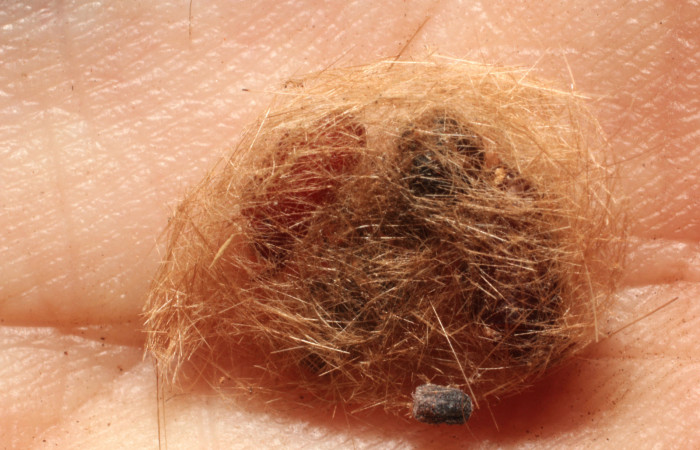 Figura 12. Restos de puparios de parásitos <i>Lespesia aletiae</i></i> (Tachinidae) que ataca <i>Eucereon pseudarchias</i></i> (Erebidae), localidad Casona Santa Rosa Sector Santa Rosa ACG (295m). Voucher: 12-SRNP-12494-DHJ802340.jpg.