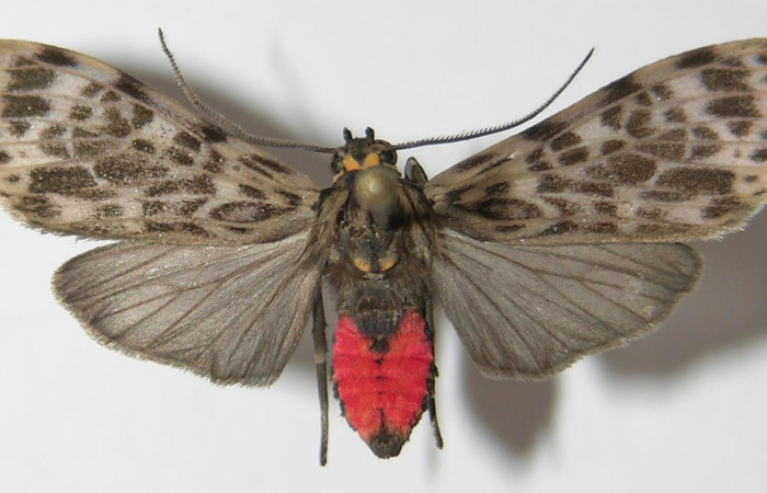 Figura 16. Adulto de <i>Eucereon aeolum</i></i> (Erebidae), vista dorsal, localidad Quebrada García Sector San Cristóbal ACG (495m). Voucher: 12-SRNP-487-DHJ579736.jpg.