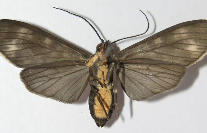 Figura 17. Adulto de <i>Eucereon aeolum</i></i> (Erebidae), vista ventral, localidad Quebrada García Sector San Cristóbal ACG (495m). Voucher: 12-SRNP-490-DHJ579731.jpg.