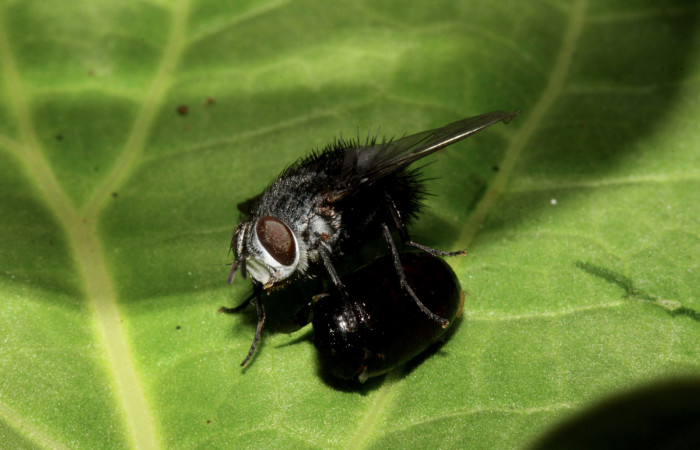 Figura 13. Adulto <i>Lespesia aletiae</i></i> (Tachinidae) que ataca <i>Eucereon pseudarchias</i></i> (Erebidae), localidad Bullas Estación Biológica Quica Sector Pitilla ACG (440m). Voucher: 14-SRNP-71386-DHJ721177.jpg.