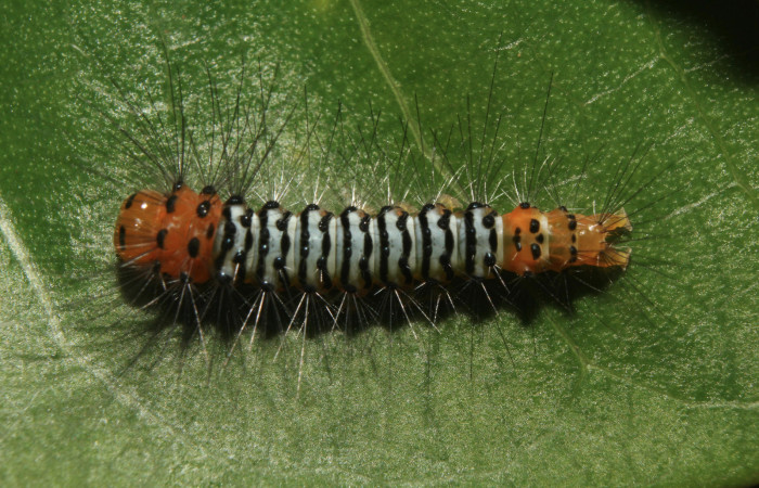 Figura 2. Larva <i>Eucereon pseudarchias</i></i> (Erebidae), penúltimo estadío (PU) vista dorsal, localidad Bullas Estación Quica Sector Pitilla ACG (440m). Voucher: 18-SRNP-70037-DHJ741534.jpg.