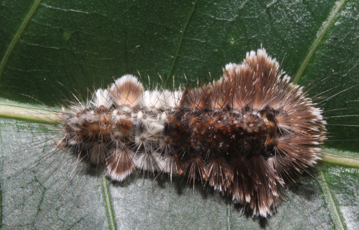 Figura 3. Larva <i>Eucereon pseudarchias</i></i> (Erebidae) último estadío (U) vista dorsal, localidad Bullas Estación Quica Sector Pitilla ACG (440m). Voucher: 18-SRNP-70037-DHJ741581.jpg.