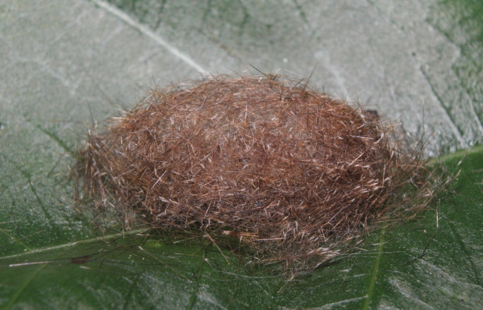 Figura 4. Capullo de <i>Eucereon pseudarchias</i></i> (Erebidae), vista lateral, localidad Bullas Estación Quica Sector Pitilla ACG (440m). Voucher: 18-SRNP-70037-DHJ741583.jpg.