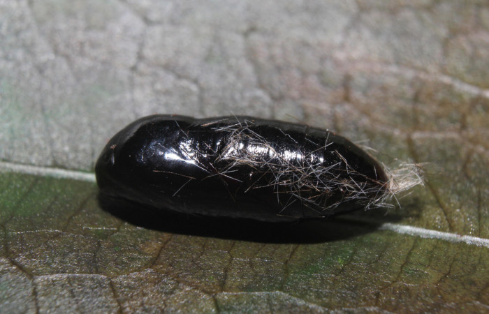 Figura 5. Pupa de <i>Eucereon pseudarchias</i></i> (Erebidae), vista lateral, localidad Bullas Estación Quica Sector Pitilla ACG (475m). Voucher: 18-SRNP-70037-DHJ741593.jpg.