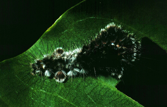 Figura 19. Larva <i>Eucereon latifascia</i></i> (Erebidae), vista dorsal, localidad Laguna Escondida Sector Santa Rosa ACG (285m). Voucher: 90-SRNP-917-DHJ12633.jpg.