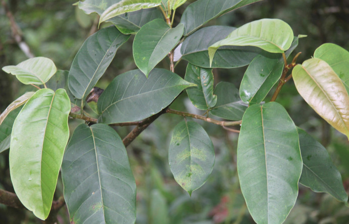 Figura 22. Planta hospedera de <i>Eucereon pseudarchias</i></i> (Erebidae), planta llamada <i>Ficus citrifolia</i></i> (Moraceae), localidad Estación Quica Sector Pitilla ACG (470m), foto: Ricardo Calero 15 Febrero 2018.