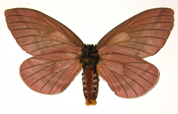 Figura 10. Adulto de <i>Pseudodirphia regia</i></i> (Saturniidae), hembra vista ventral, localidad San Lucas, Sector Rincón Rain Forest ACG (320m). Voucher: 04-SRNP-42286-DHJ303677.jpg.