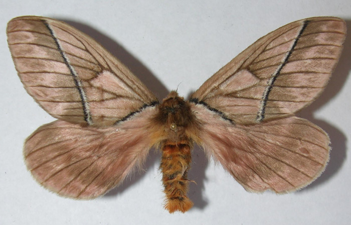 Figura 11. Adulto de <i>Pseudodirphia regia</i></i> (Saturniidae), macho vista dorsal, localidad Gallinazo, Brasilia (360m). Voucher: 12-SRNP-65042-DHJ563036.jpg.