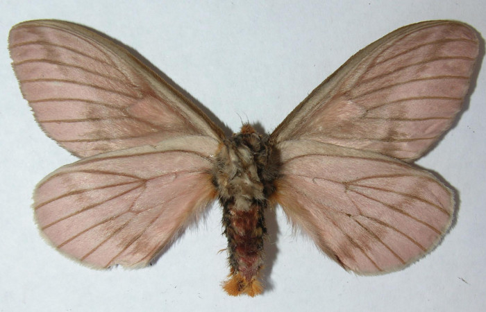 Figura 12. Adulto de <i>Pseudodirphia regia</i></i> (Saturniidae), macho vista ventral, localidad Gallinazo, Brasilia (360m). Voucher: 12-SRNP-65042-DHJ563037.jpg.