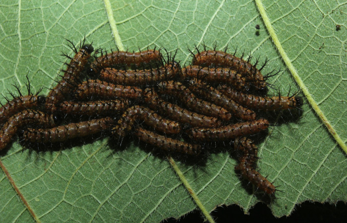 Figura 2. Larvitas <i>Pseudodirphia regia</i></i> (Saturniidae), segundo estadío (II) vista dorsal, localidad Bullas, Estación Biológica Quica Sector Pitilla ACG (440m). Voucher: 14-SRNP-71690-DHJ723991.jpg.