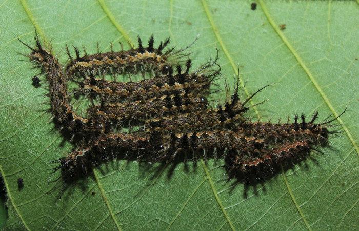 Figura 3. Larvas <i>Pseudodirphia regia</i></i> (Saturniidae), tercer estadío (PPU) vista dorsal, localidad Bullas, Estación Biológica Quica Sector Pitilla ACG (440m). Voucher: 14-SRNP-71690-DHJ726010.jpg.