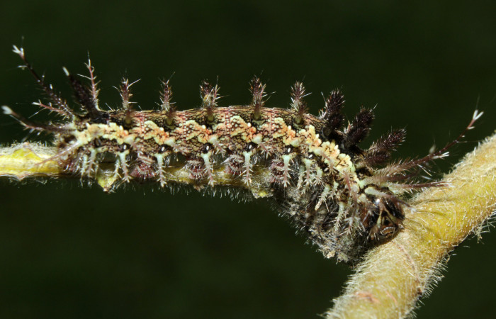 Figura 4. Larva <i>Pseudodirphia regia</i></i> (Saturniidae), penúltimo estadío (PU) vista dorsal, localidad Bullas, Estación Biológica Quica Sector Pitilla ACG (440m). Voucher: 14-SRNP-71690-DHJ726019.jpg.