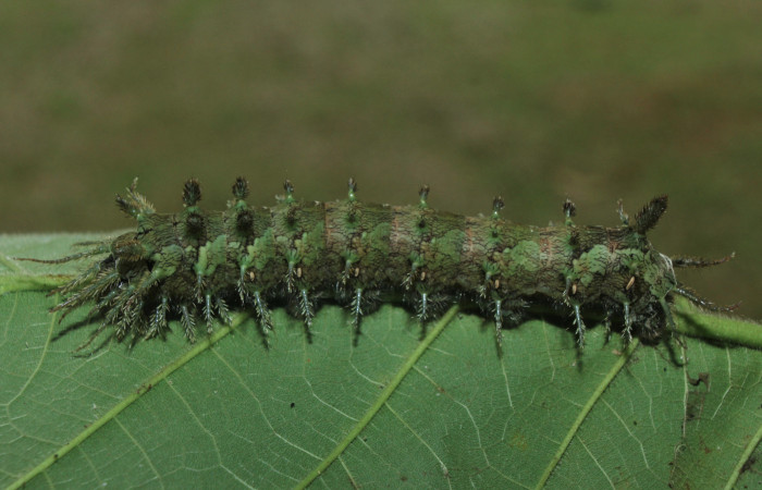 Figura 5. Larva <i>Pseudodirphia regia</i></i> (Saturniidae), último estadío (U) vista lateral, localidad Bullas, Estación Biológica Quica Sector Pitilla ACG (440m). Voucher: 14-SRNP-71997-DHJ726443.jpg.