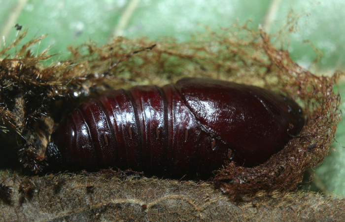 Figura 7. Pupa de <i>Pseudodirphia regia</i></i> (Saturniidae), vista lateral, localidad Bullas, Estación Biológica Quica Sector Pitilla ACG (440m). Voucher: 14-SRNP-72185-DHJ726617.jpg.