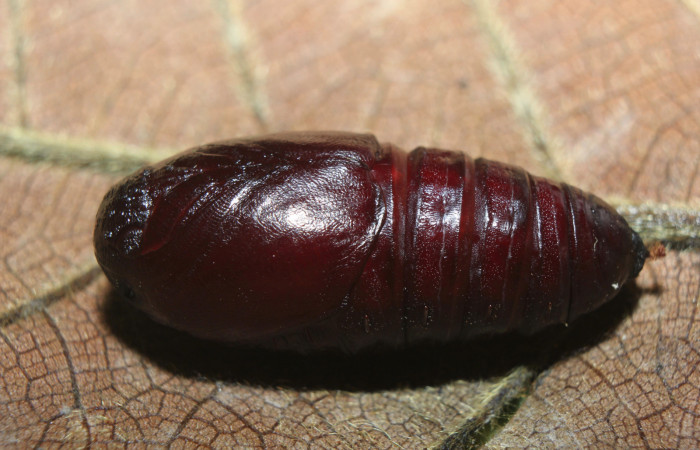 Figura 8. Pupa de <i>Pseudodirphia regia</i></i> (Saturniidae),vista dorsal, localidad Bullas, Estación Biológica Quica Sector Pitilla ACG (440m). Voucher: 14-SRNP-72185-DHJ726622.jpg.