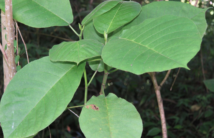Figura 13. Planta hospedera de <i>Pseudodirphia regia</i></i> (Saturniidae), esta planta se llama <i>Castilla elastica</i></i> (Moraceae), localidad Leonel, Estación Biológica Quica Sector Pitilla ACG (510m), foto; Ricardo Calero, 19 Agosto 2015.