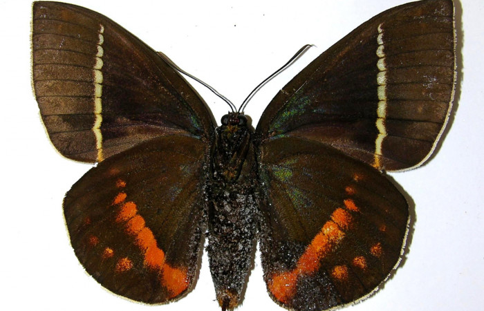 Figura 21. Adulto hembra de <i>Amauta procera</i></i> (Castniidae). Vista ventral. Voucher 02-SRNP-18288-DHJ331827,jpg.