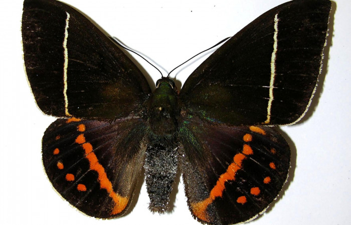 Figura 20 Adulto hembra de <i>Amauta procera</i></i> (Castniidae). Vista dorsal. Voucher 02-SRNP-2815-DHJ331828.jpg.