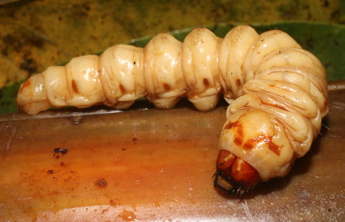 Figura 1. <i>Amauta procera</i></i> (Castniidae) último estadio, posición lateral, Sector San Cristóbal, Puente Palma. Voucher 19-SRNP-1233-DHJ758819.jpg.