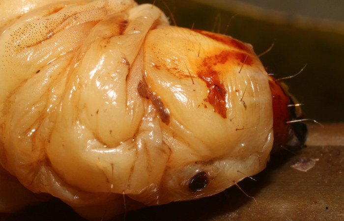 Figura 3. <i>Amauta procera</i></i> (Castniidae) último estadio, posición lateral cabeza tórax, Sector San Cristóbal, Puente Palma. Voucher 19-SRNP-1233-DHJ758821.jpg.