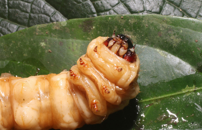 Figura 5. <i>Amauta procera</i></i> (Castniidae) último estadio, posición ventral, centro, Sector San Cristóbal, Puente Palma. Voucher 19-SRNP-1233-D HJ758824.jpg.