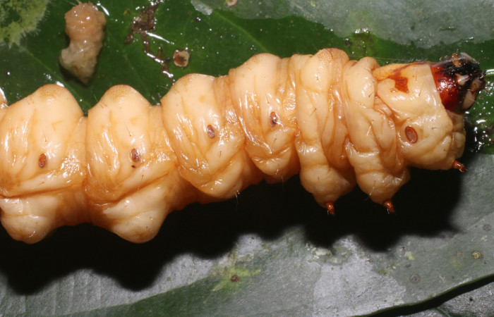 Figura 6. <i>Amauta procera</i></i> (Castniidae) último estadio, posición lateral, cabeza, torax Sector San Cristóbal, Puente Palma. Voucher 19-SRNP-1233-DHJ758825.jpg.