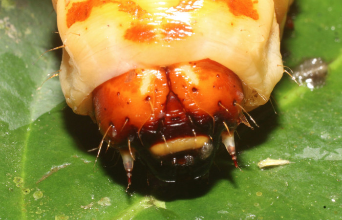 Figura 4. <i>Amauta procera</i></i> (Castniidae) último estadio, posición frontal, Sector San Cristóbal, Puente Palma. Voucher 19-SRNP-1233-DHJ758826.jpg.