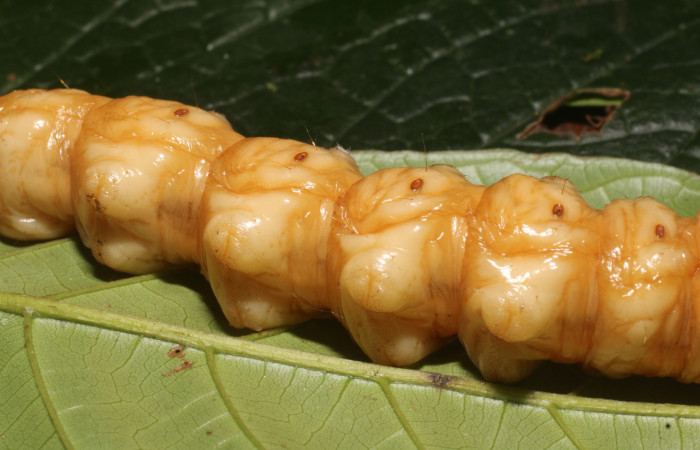 Figura 7. <i>Amauta procera</i></i> (Castniidae) último estadio, posición ventral, Sector San Cristóbal, Puente Palma. Voucher 19-SRNP-1233-DHJ758828.jpg.