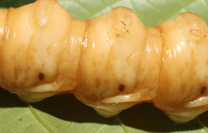 Figura 8. <i>Amauta procera</i></i> (Castniidae) último estadio, posición lateral, centro mostrando espiráculos, Sector San Cristóbal, Puente Palma. Voucher 19-SRNP-1233-DHJ758829.jpg.