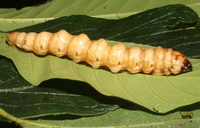 Figura 2. <i>Amauta procera</i></i> (Castniidae) último estadio, posición lateral, Sector San Cristóbal, Puente Palma 19-SRNP-1233-DHJ758831.jpg.