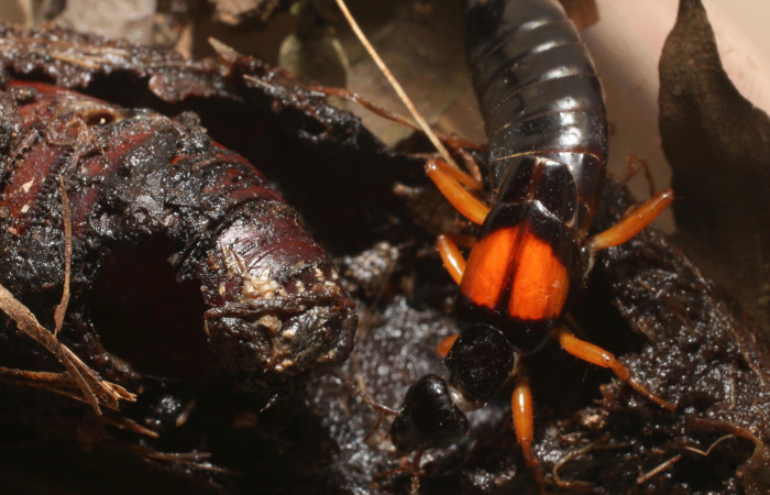 Figura 18. Tijerillas, (Dermaptera)  depredador de <i>Amauta procera</i></i> (Castniidae). Estación San Cristóbal, Puente Palma. Voucher 19-SRNP-1476-DHJ758864.jpg.