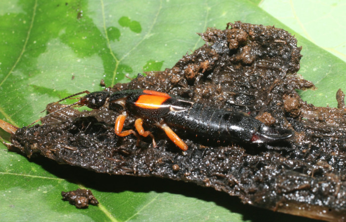 Figura 19. Tijerillas, (Dermaptera)  depredador de <i>Amauta procera</i></i> (Castniidae). Estación San Cristóbal, Puente Palma. Voucher 19-SRNP-1476-DHJ758865.jpg.
