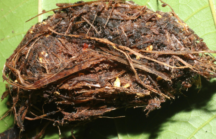 Figura 13. Capullo de <i>Amauta procera</i></i> (Castniidae). Estación San Cristóbal, Puente Palma. Voucher 19-SRNP-723-DHJ758706.jpg.