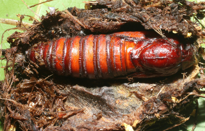 Figura 14. Pupa de <i>Amauta procera</i></i> (Castniidae). Posición dorsal Estación San Cristóbal, Puente Palma. Voucher 19-SRNP-723-DHJ758708.jpg.