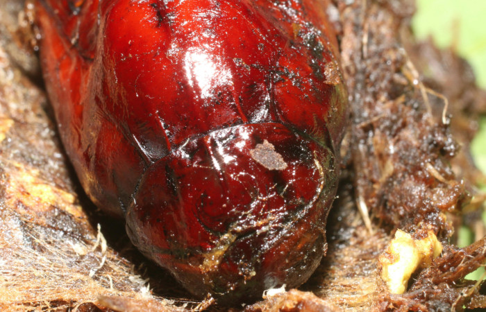 Figura 15. Pupa de <i>Amauta procera</i></i> (Castniidae). Posición frontal Estación San Cristóbal, Puente Palma. Vouche19-SRNP-723-DHJ758711.jpg