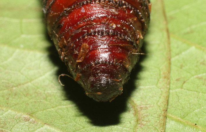 Figura 16. Pupa de <i>Amauta procera</i></i> (Castniidae). Posición trasera Estación San Cristóbal, Puente Palma. Vouche19-SRNP-723-DHJ758720.jpg.