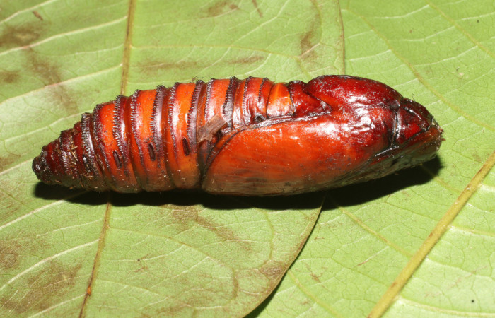 Figura 17. Pupa de <i>Amauta procera</i></i> (Castniidae). Posición lateral, Estación San Cristóbal, Puente Palma. Voucher 19-SRNP-723-DHJ758723.jpg